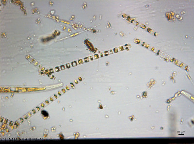 phyto/Guinea golf/Wouri_estuary_Manoka/YNkouefuthNfongmo_these 2022-2023/Plagiogrammopsis sp (Manoka_SURF_2023_iden1230626_001_ovl).TIF(copy)_thumb.jpg